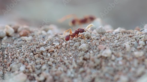 Leafcutter working ant carrying piece of food through sloping climb relentlessly against the arid Sonoran Desert landscape - Ground-level long close up shot photo