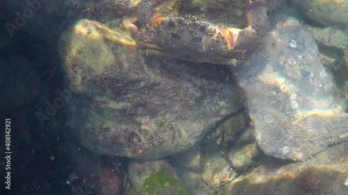 Sea crab among the rocks under the sea
