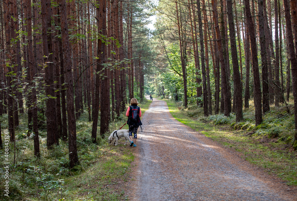 A forest road among the fragrances of pines on the Vistula Spit between Jantar and Stegna. Poland