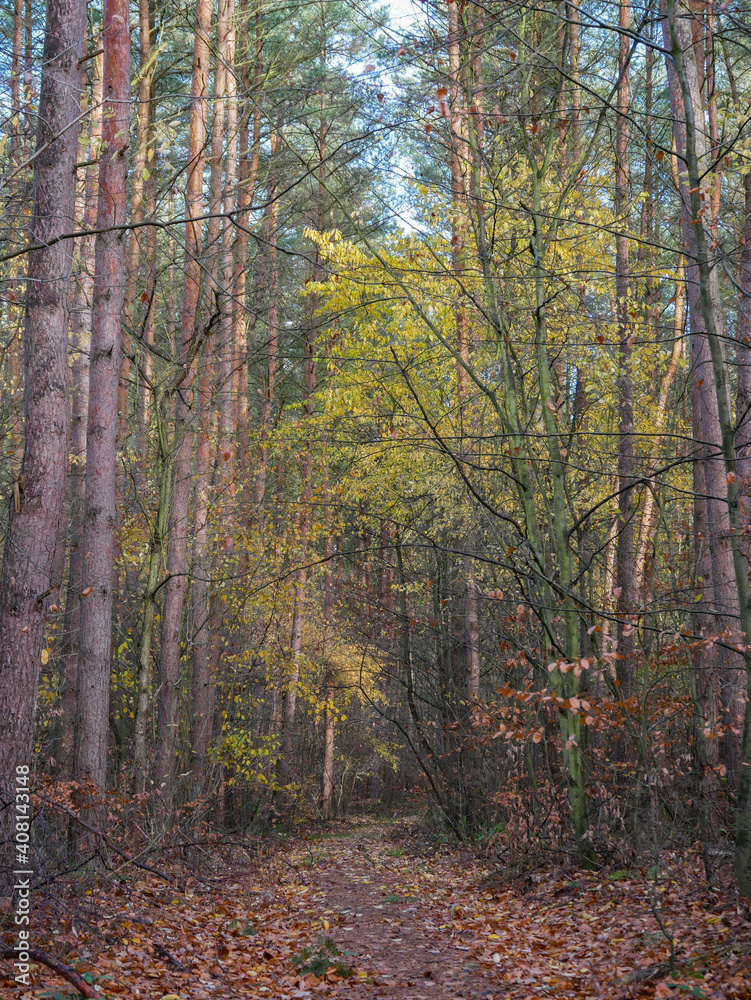 Krajobraz leśny, ścieżka pomiędzy sosnami i drzewami w lesie.