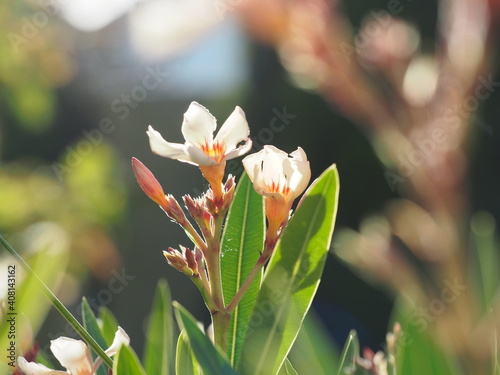 Wallpaper Mural flowers in spring Torontodigital.ca