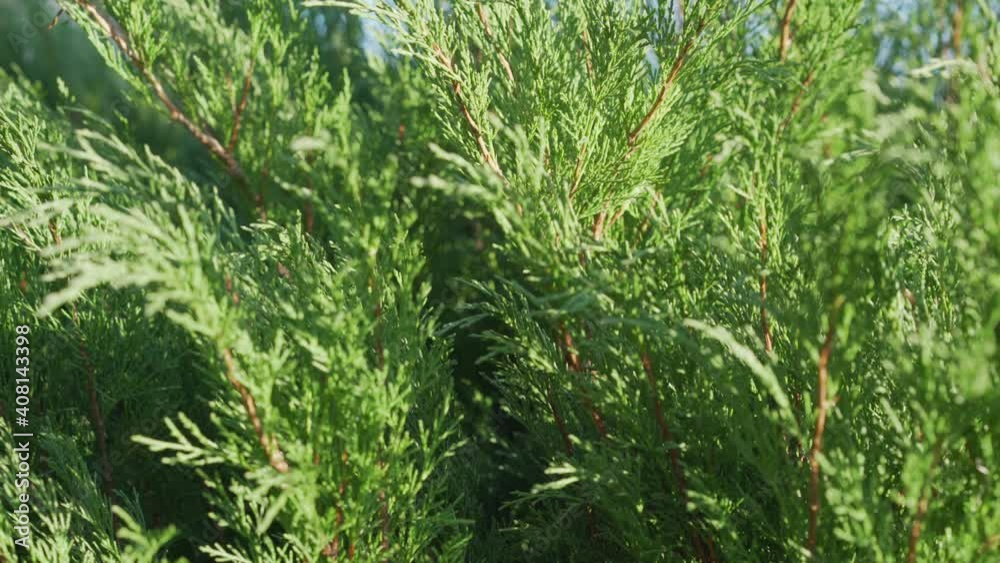 Green cypress bush blowing with light wind in hedgerow fence close view