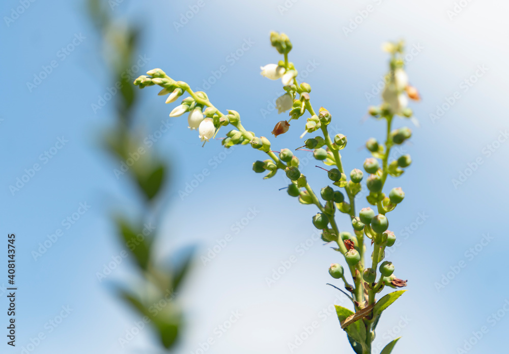 A blueberry plant and its fruits A blueberry plant and its fruits