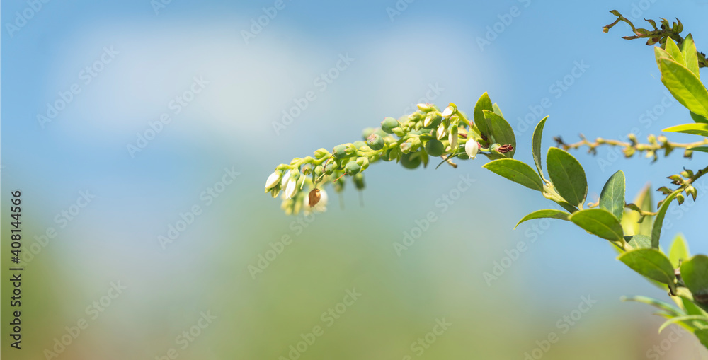 A blueberry plant and its fruits A blueberry plant and its fruits
