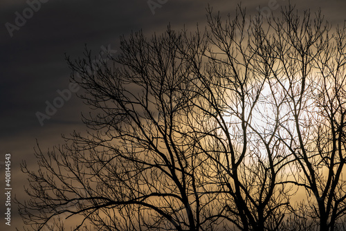 Kahle Bäume im Winter bei Sonnenuntergang © lexpixelart