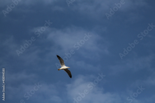 Fotografía de una gaviota sobrevolando la costa en un día poco nublado. © Abigail