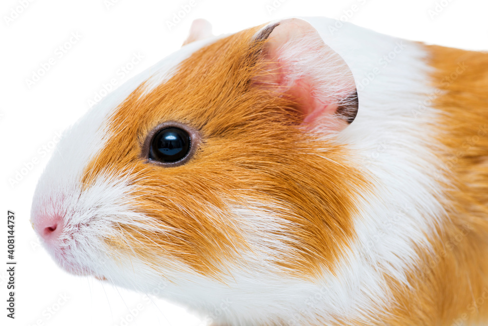 Cute guinea pig close up - animal portrait. Guinea pig studio portrait isolated on a white background