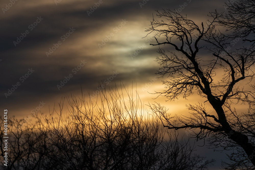 Kahle Bäume im Winter bei Sonnenuntergang