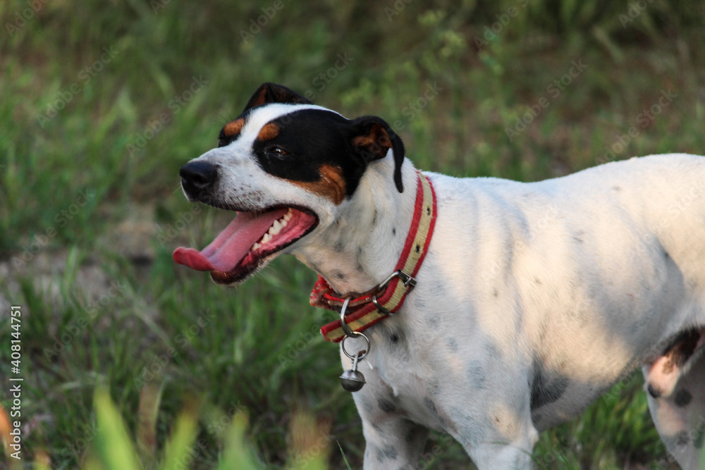 Retrato de mascota con un collar de España. Perros. Retrato de mascota con un collar de España. Perros.