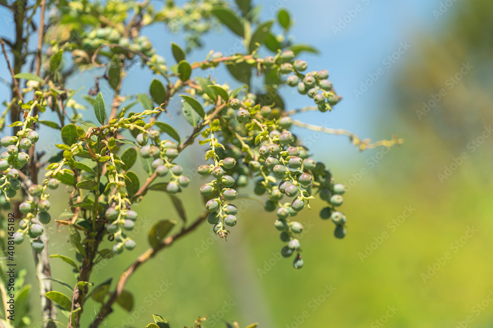 A blueberry plant and its fruits A blueberry plant and its fruits