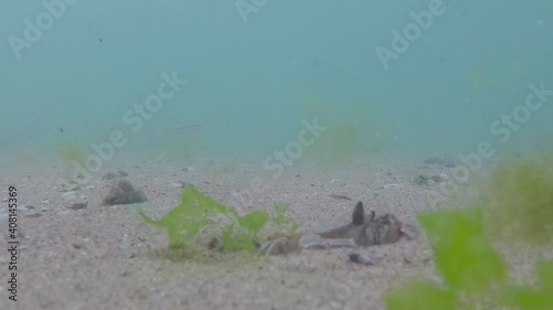 At the bottom of the Black Sea, two sea crabs dig out of the sand
