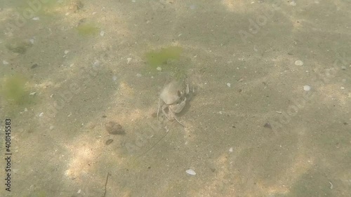View of a sea crab in the black sea in the sand
