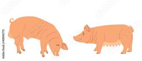 Boar and sow, male and female pig vector illustration isolated on white background. Pork meat. Butcher shop wallpaper, poster. Spawn farm animal symbol. Domestic swine. Breeding boar. Organic food.