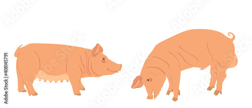 Boar and sow, male and female pig vector illustration isolated on white background. Pork meat. Butcher shop wallpaper, poster. Spawn farm animal symbol. Domestic swine. Breeding boar. Organic food.