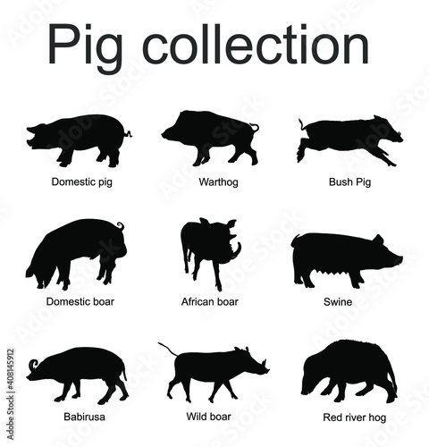 Pig collection vector silhouette isolated on white background. Boar, warthog, red river hog, pumba, domestic swine, babirusa. Pork meat poster, butcher shop. Organic food presentation. Farm animal.