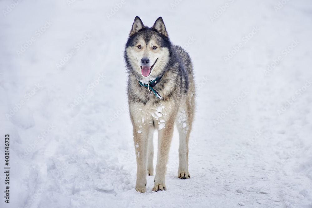 a husky dog walks through a snow-covered field. winter snow background