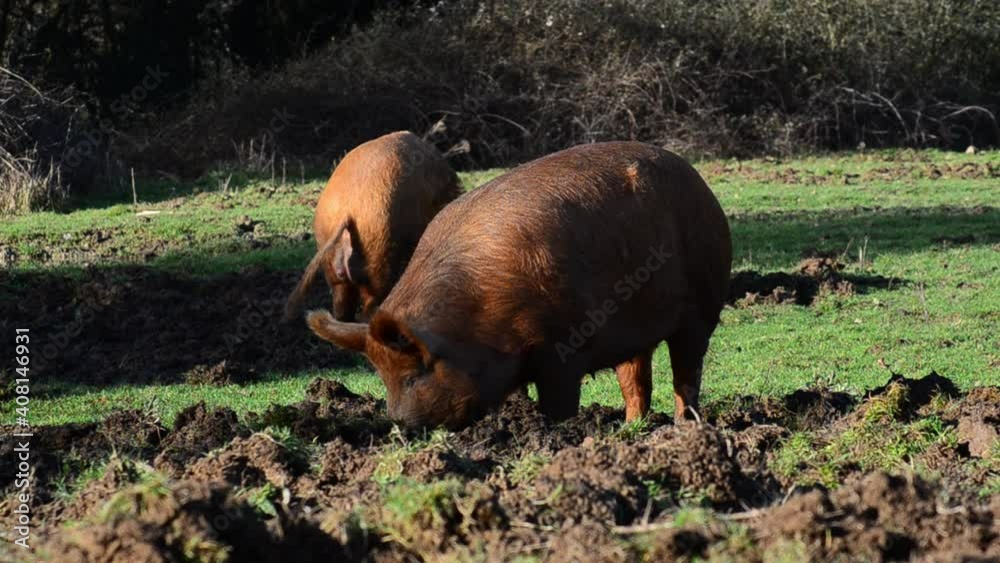 Wild Pigs foraging Knepp Estate Re wilding project UK South Downs England Wild Pigs foraging Knepp Estate Re wilding project UK South Downs England