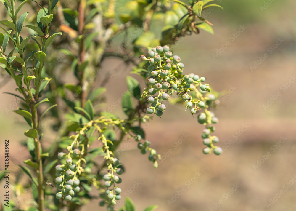 A blueberry plant and its fruits A blueberry plant and its fruits