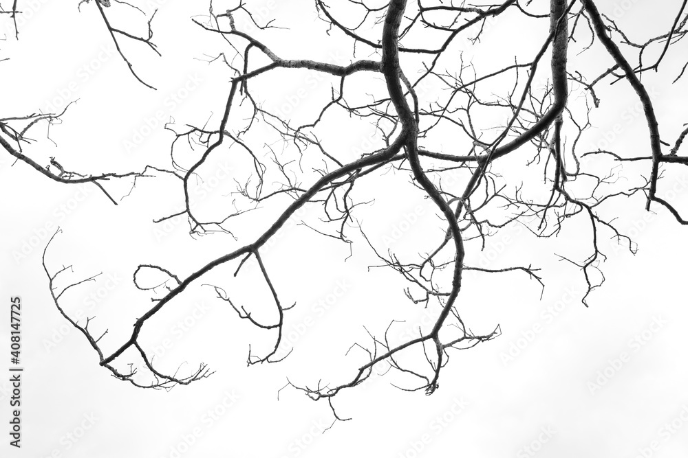 Obraz premium Tree branches without leaf.