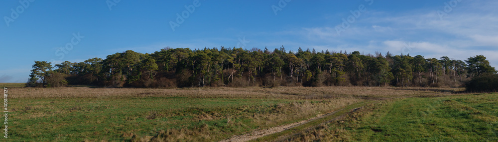 a wide panorama of firs and pine trees on Salisbury Plain