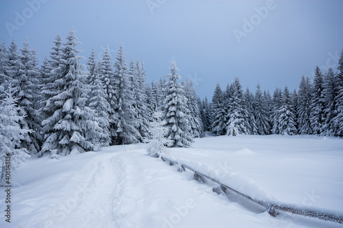 winter landscape with spruce and fresh snow