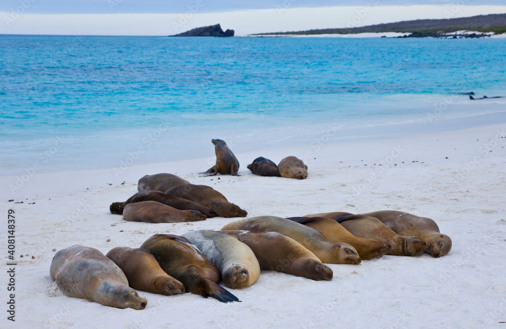 Fototapeta premium Lobo marino, Isla Española, Islas Galápagos, Ecuador,