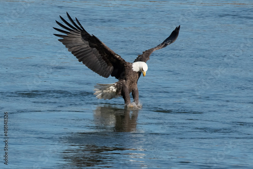 American Bald Eagle © TRBeattie