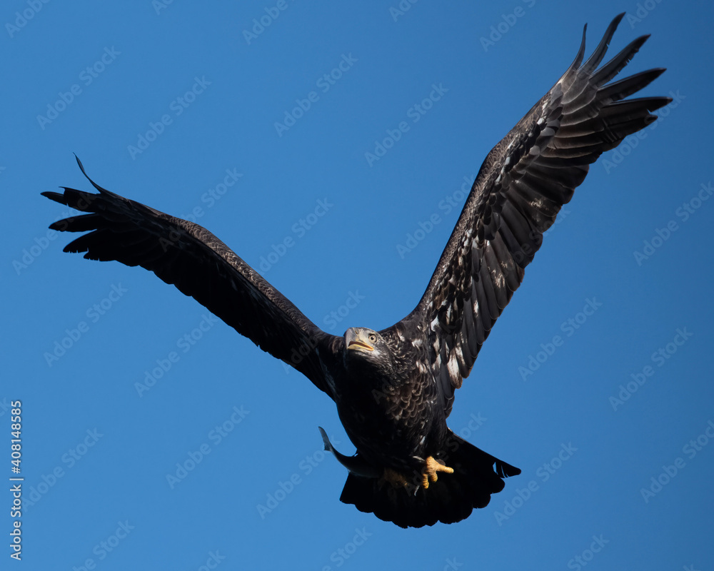 Obraz premium American Bald Eagle