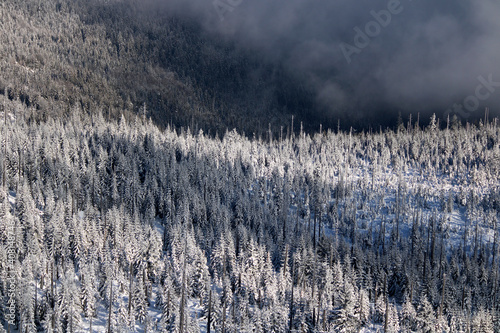 Fototapeta Naklejka Na Ścianę i Meble -  Overcast snow covered trees in winter