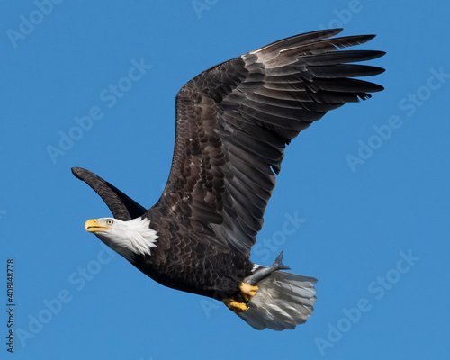 American Bald Eagle