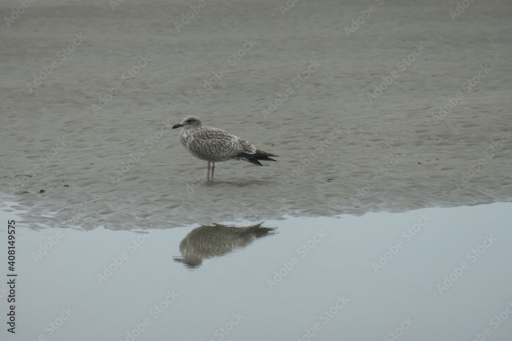 Brown seagull on the Beach with the reflection in the sea. Brown seagull on the Beach with the reflection in the sea.