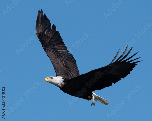 american bald eagle