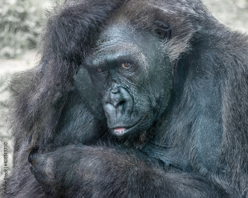 Western gorilla, a great ape. Portrait