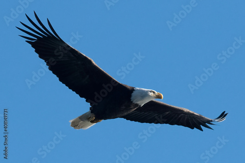 Fotobehang bald eagle in flight