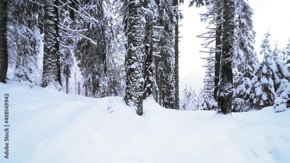 Amazing snowy day in the mountains in the pines forest slow motion footage Amazing snowy day in the mountains in the pines forest slow motion footage