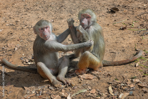 Hamadryas Baboon. Young animals playing