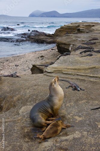 Lobo marino. Ecuador. Parque Nacional de las Islas Galapagos photo