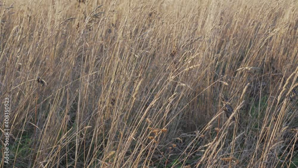 High dried grass growing on fallow agriculture field of farm land. Concept agricultural plantation. High dried grass growing on fallow agriculture field of farm land. Concept agricultural plantation.