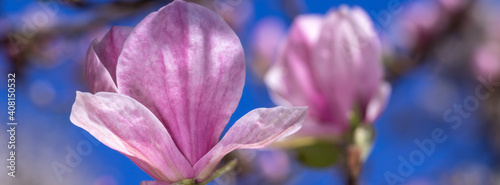 Banner pink magnolia flower on a branch