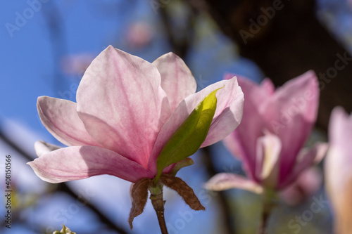 Pink magnolia flowers in the sun.