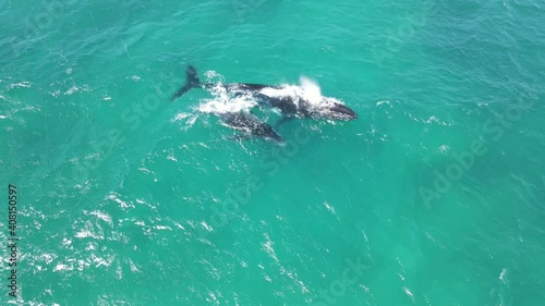 4K One minute Humpback whales swimming mother and baby calf wild life Western Australia aerial photo