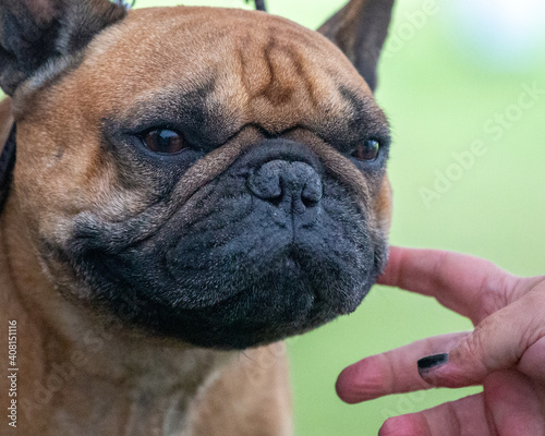 French Bulldog close up photo