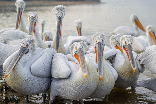 images of Dalmatian pelicans in Kerkini, Greece photo