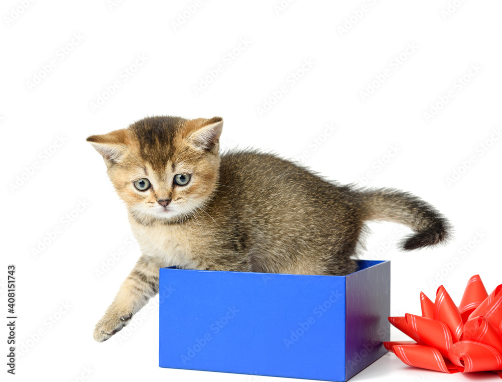 cute kitten of the breed chinchilla straight sits in a blue gift box