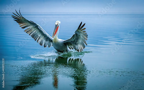 Dalmatian pelican from Kerkini, Greece