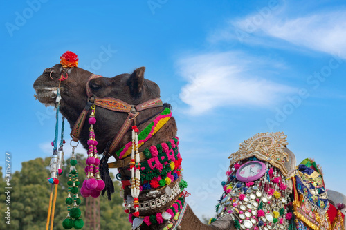 Decorated Dromedary Camel on Bikaner Camel Festival in Rajasthan, India