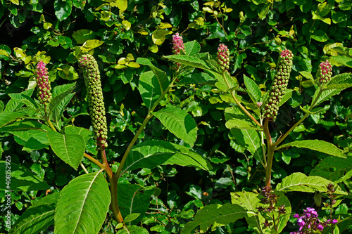 The decorative fruit of the Phytolacca 'Americana' in close up photo