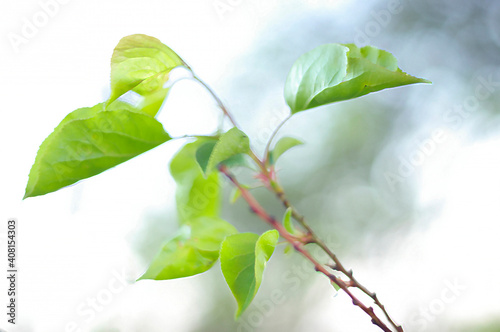 sprig of leaves in vibrant colors