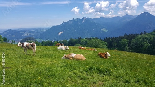 Cows in the meadow