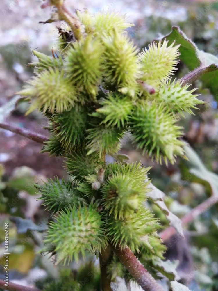 close up of cones close up of cones
